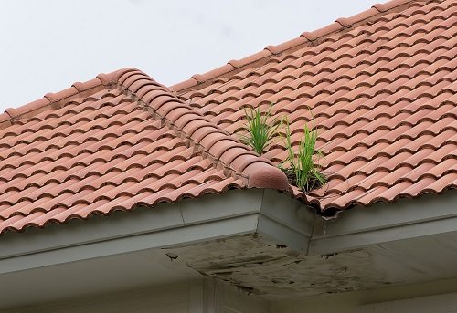 Weeds growing in a roof